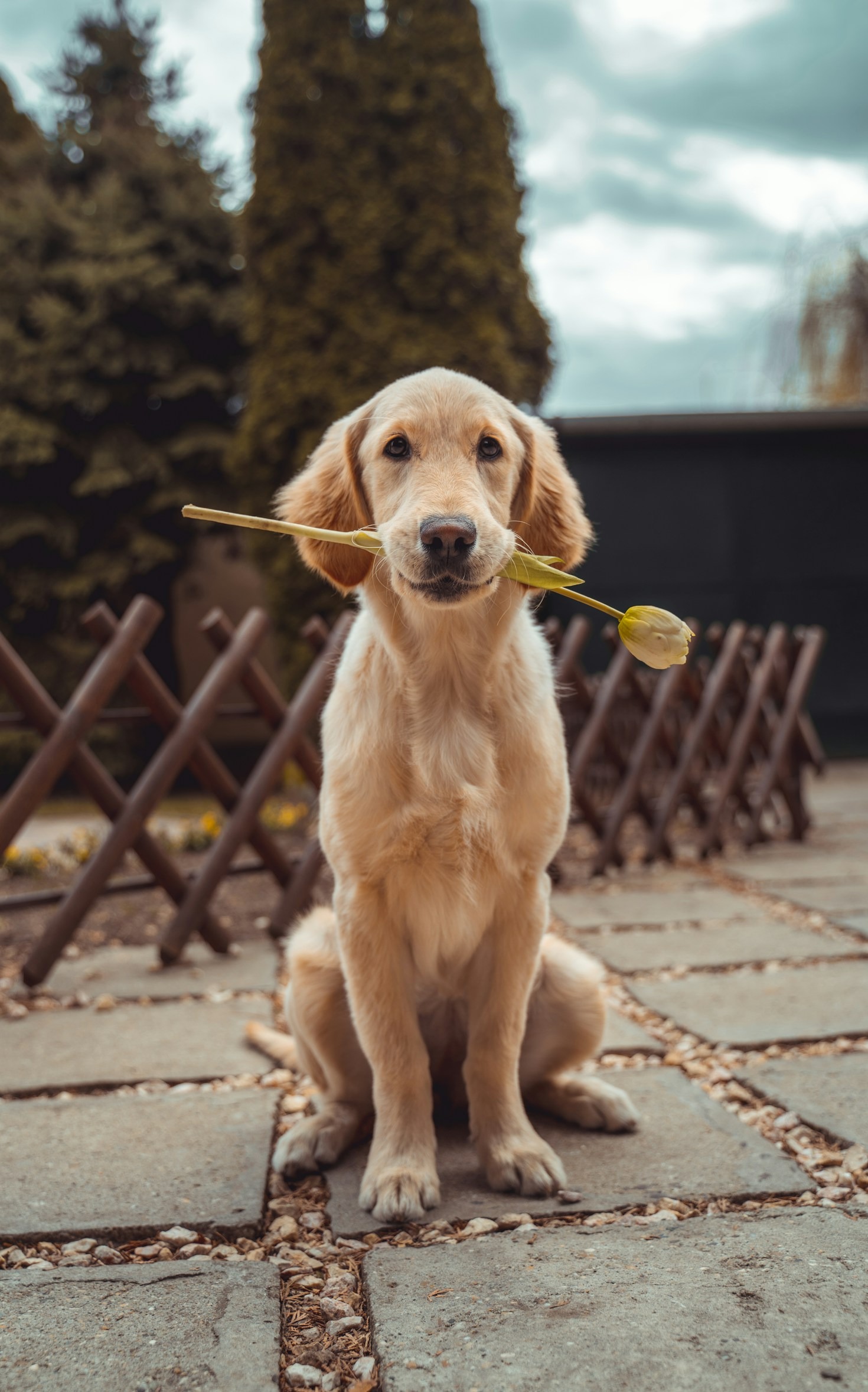 Choosing the Right Photographer for Your Dog