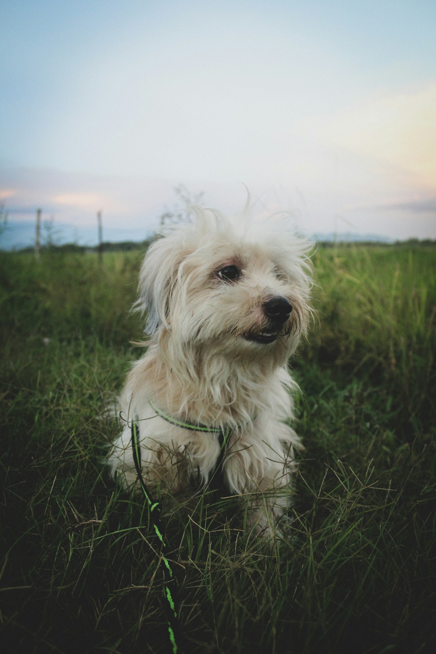 Tips for Preparing Your Dog for a Photo Session