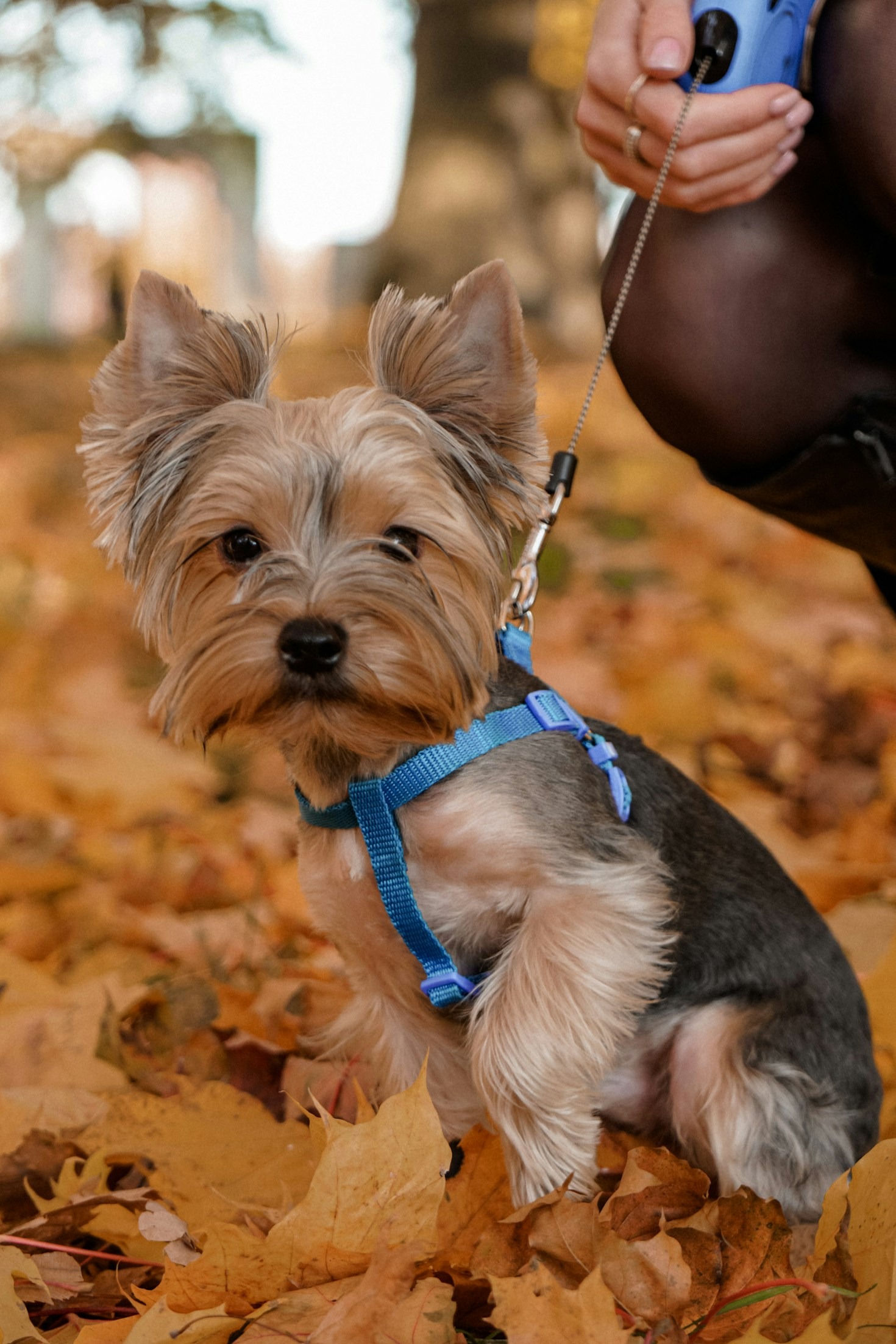 How to Capture Your Dog’s Personality in Photos