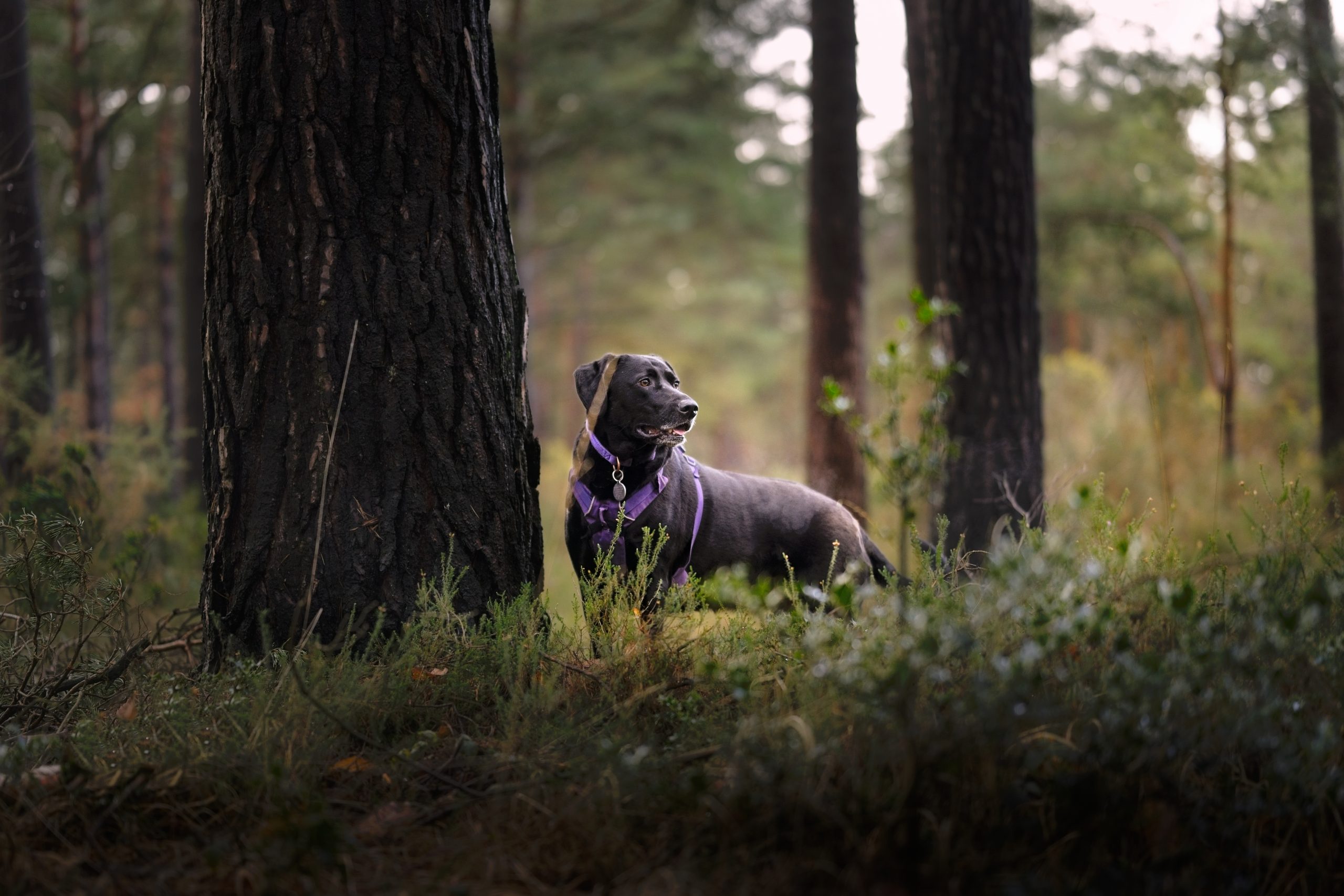 Winter Dog Portraits
