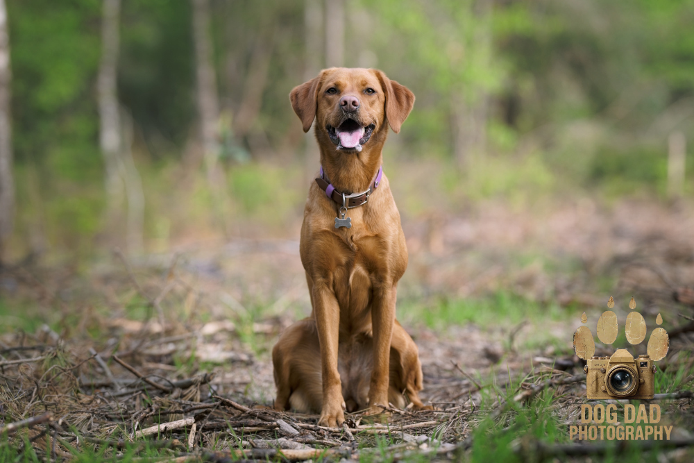 Indy