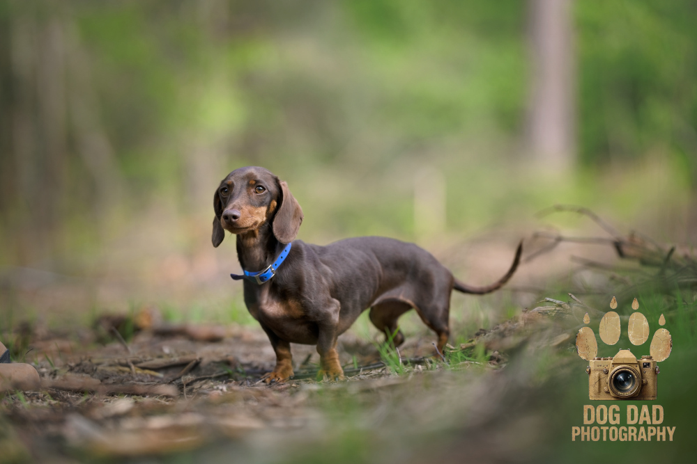 Bea